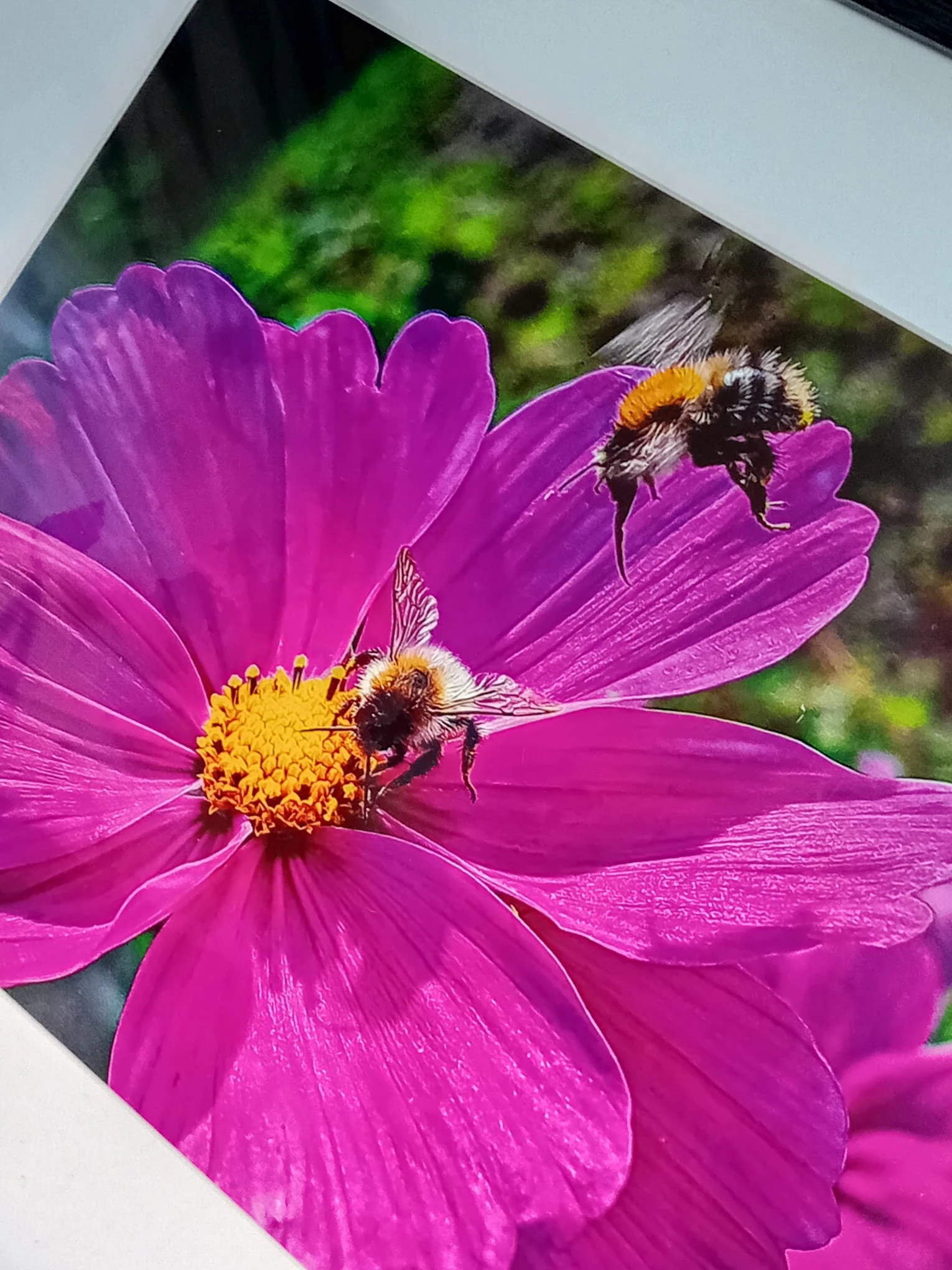 Bees on a pink flower
