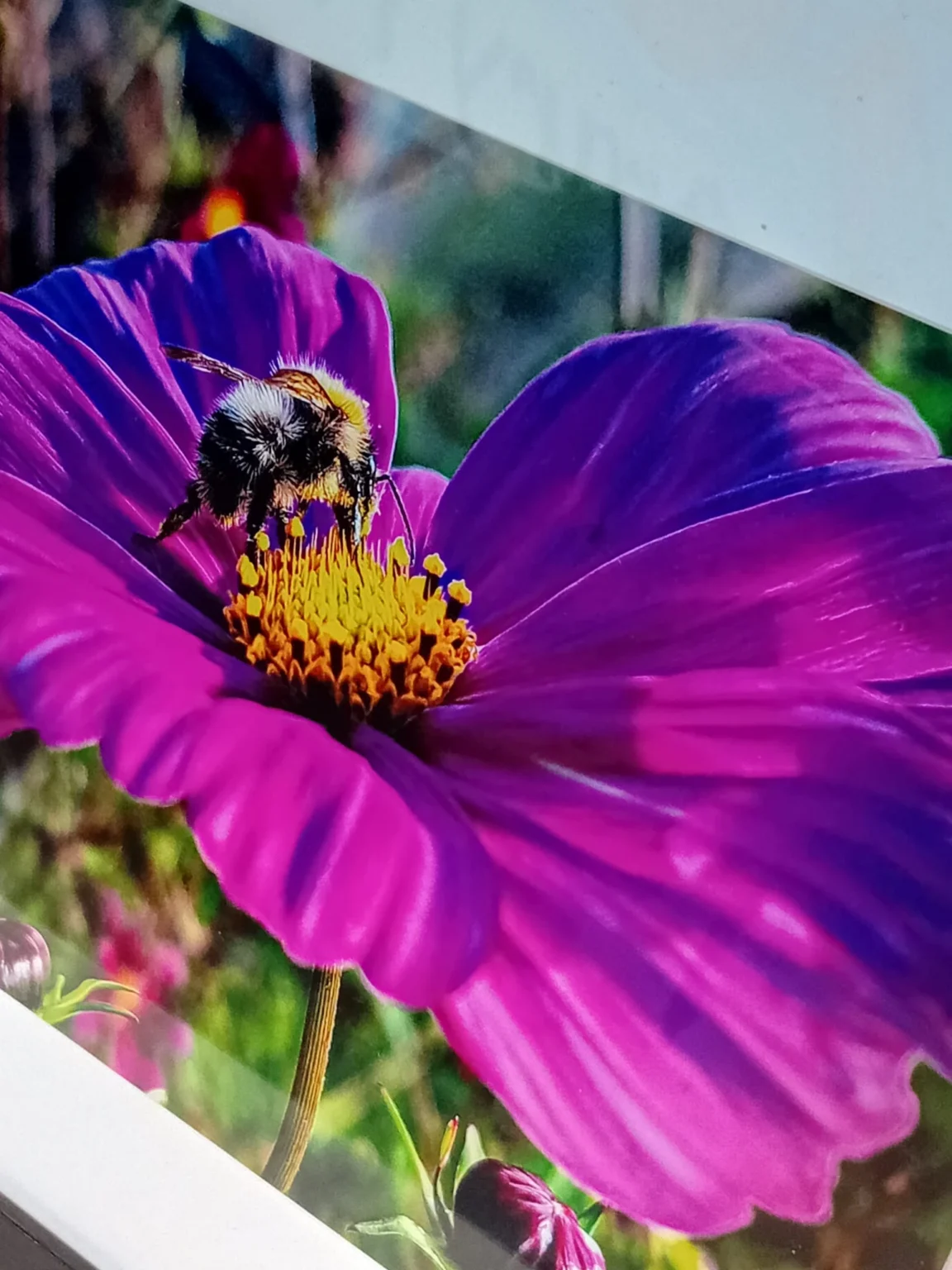 Bees on a pink flower